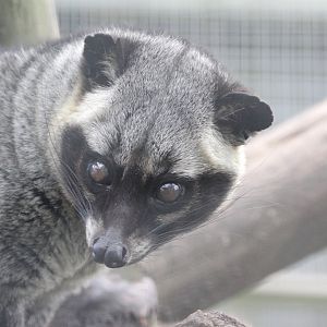 Asian Palm Civet (Paradoxurus hermaphroditus)