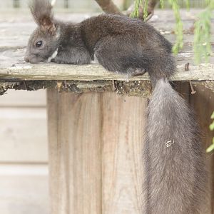 Japanese Squirrel (Sciurus vulgaris orientis)