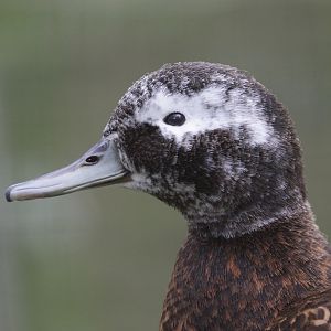 Laysan Teal