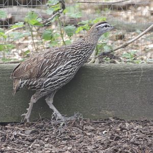 Double-spurred francolin (Francolinus bicalcaratus)