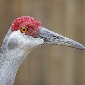 Florida Sandhill Crane (Grus canadensis pratensis)