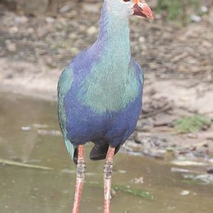 Grey-headed Swamphen (Porphyrio porphyrio poliocephalus)