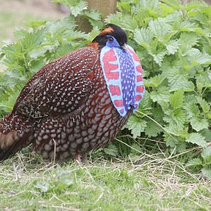 Temminck's Tragopan