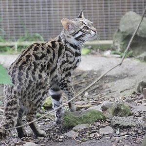 Indochinese leopard cat (Prionailurus bengalensis bengalensis)