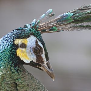 Javanese Green Peafowl (Pavo muticus muticus)