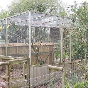 Aviary with parrots