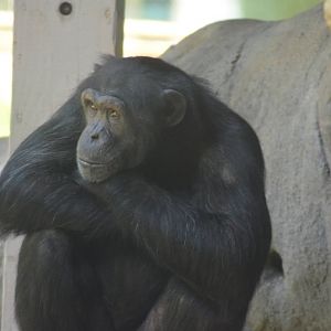 Chimpanzee
