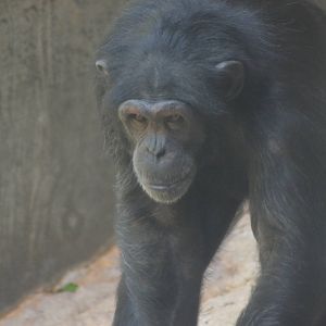 Chimpanzee