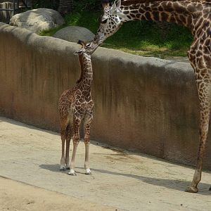 Masai Giraffes