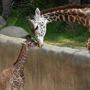 Masai Giraffes