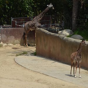 Masai Giraffes