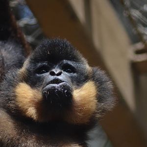 Buff-cheeked Gibbon