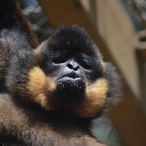 Buff-cheeked Gibbon