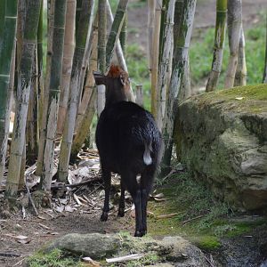 Black Duiker