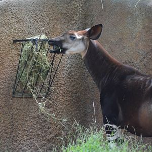 Okapi