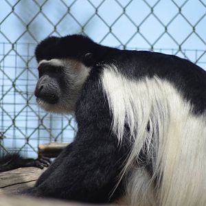 Kikuyu Colobus Monkey