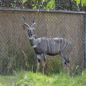 Lesser Kudu