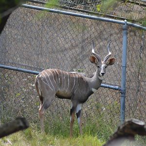 Lesser Kudu