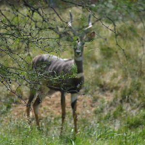 Lesser Kudu