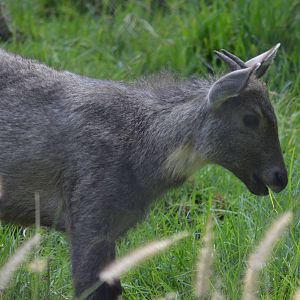 Central Chinese Goral