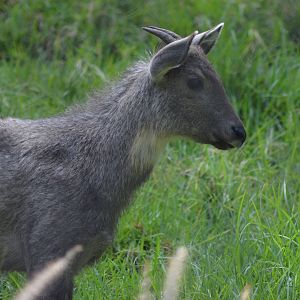Central Chinese Goral