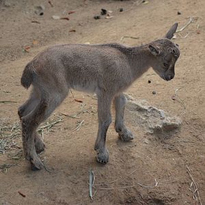 Tadjik Markhor Youngster
