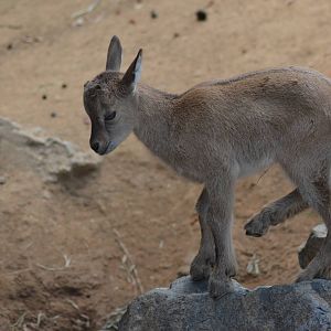Tadjik Markhor Youngster