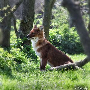dhole