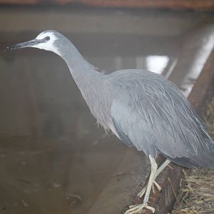 White-faced Heron (Egretta novaehollandiae)