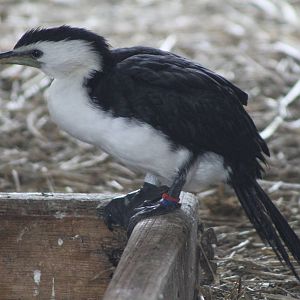 Little Pied Cormorant (Microcarbo melanoleucos)