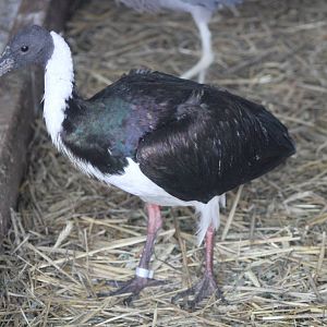 Straw-necked Ibis (Threskiornis spinicollis)