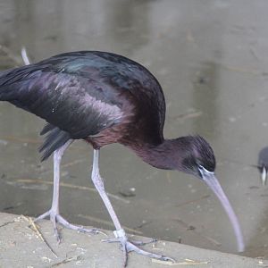 Glossy Ibis (Plegadis falcinellus)