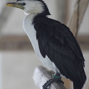 Little Pied Cormorant (Microcarbo melanoleucos)