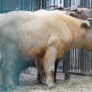 Golden Takin (Budorcas taxicolor bedfordi)