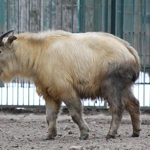 Golden Takin (Budorcas taxicolor bedfordi)