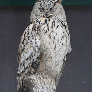 Turkmenistan Eagle-Owl (Bubo bubo omissus)
