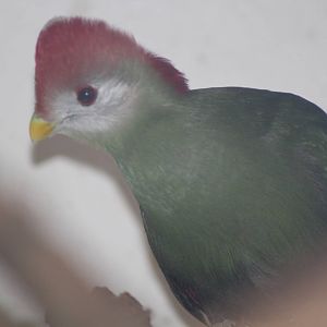Red-crested Turaco (Tauraco erythrolophus)