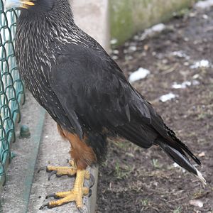 Striated Caracara (Phalcoboenus australis)