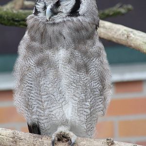 Verreaux's Eagle-Owl (Bubo lacteus)