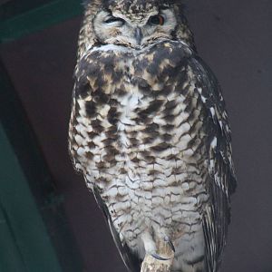 Mackinder's Eagle-Owl (Bubo capensis mackinderi)