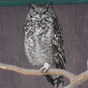 Mackinder's Eagle-Owl (Bubo capensis mackinderi)