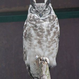 Greyish Eagle-Owl (Bubo cinerascens)