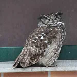 Spotted Eagle-Owl (Bubo africanus)