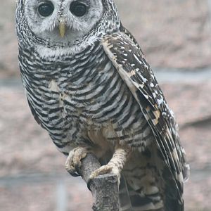 Rufous-legged Owl (Strix rufipes)