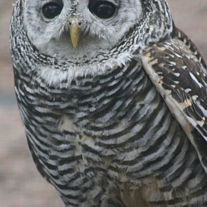 Rufous-legged Owl (Strix rufipes)