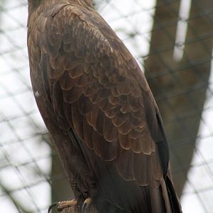 White-tailed Sea Eagle (Haliaeetus albicilla)