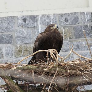 Steppe Eagle (Aquila nipalensis)