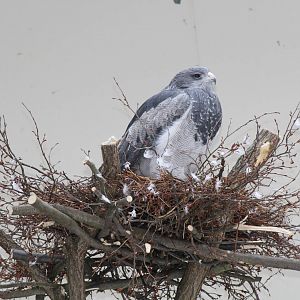 Black-chested Buzzard-Eagle (Geranoaetus melanoleucus)