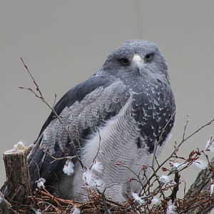 Black-chested Buzzard-Eagle (Geranoaetus melanoleucus)