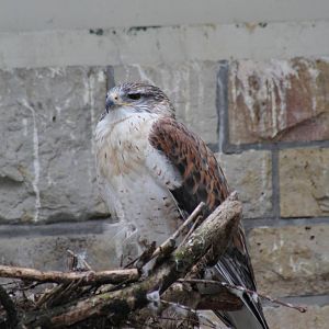 Ferruginous Hawk (Buteo regalis)